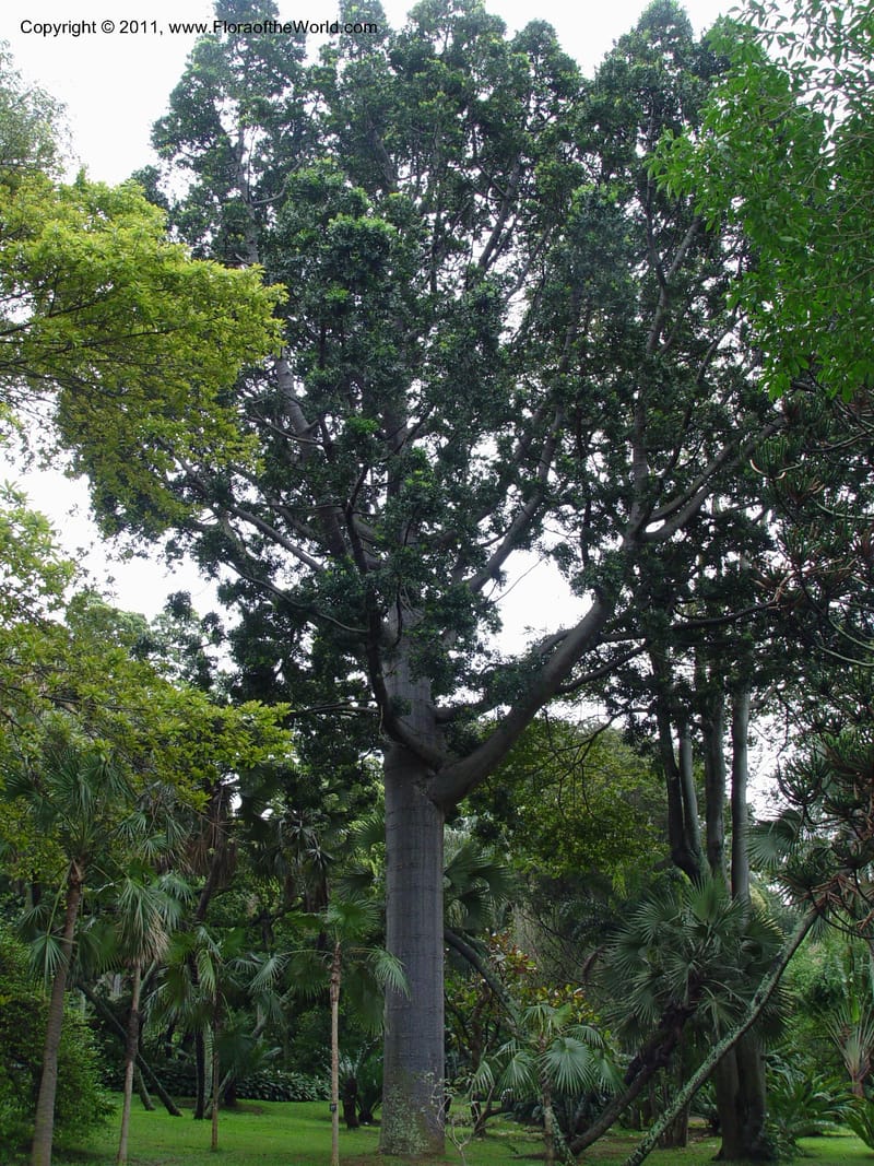 Agathis robusta--So. Afr. Durban Bot. Gard.  7 Oct 03. 025.jpg