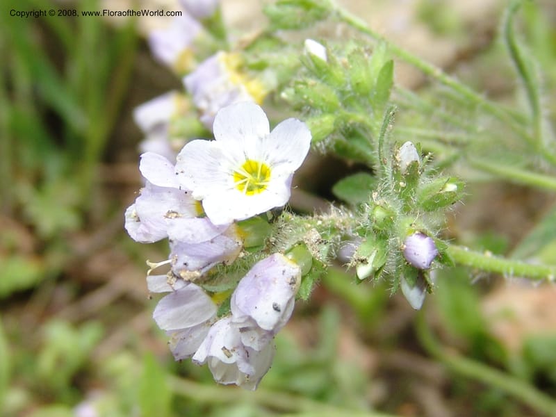 Polemonium pulcherrimum, CDavidson10944--ID. Adams Co. Brundage Mtn Rd. past ski lodge jct. 5 Jul 06. 045.jpg