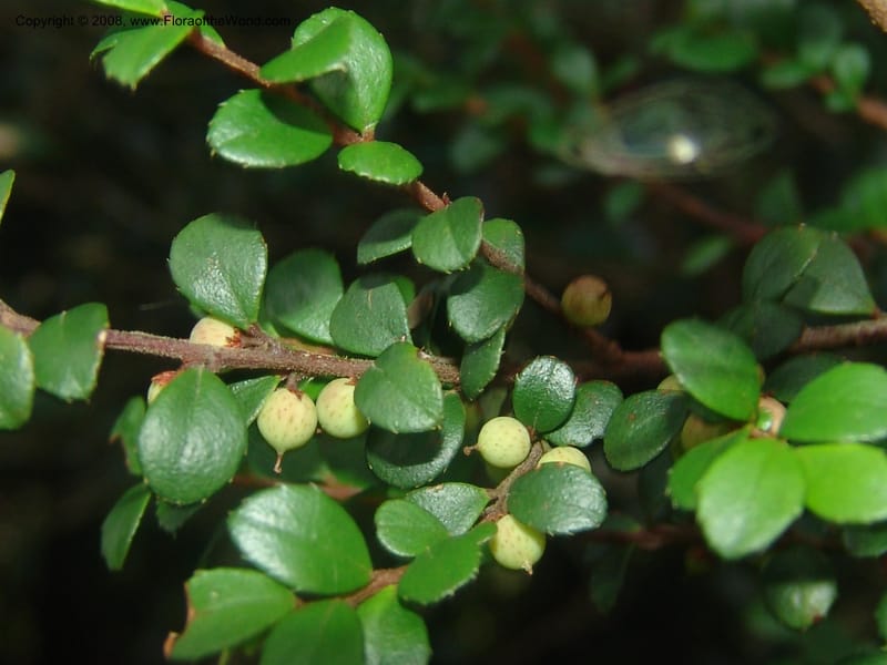 Myrsine africana--So.Africa. Mpumal. Buffelskloof Private Nat. Res. 17 Mch 05. 212.jpg