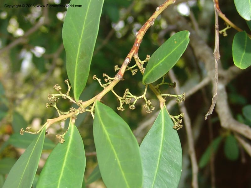 Pterocelastrus echinatus--So.Africa. Mpumal. Buffelskloof Private Nat. Res. 17 Mch 05. 253.jpg