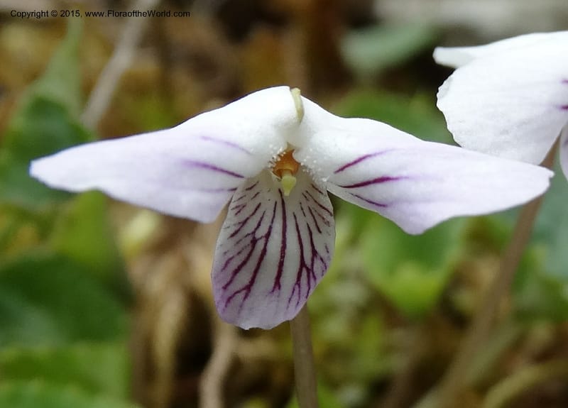 Viola, Boufford, D 43644--China. Sichuan. XiaYingShan to XiangZhai. 10 May 2014. DSC05109 (221).JPG
