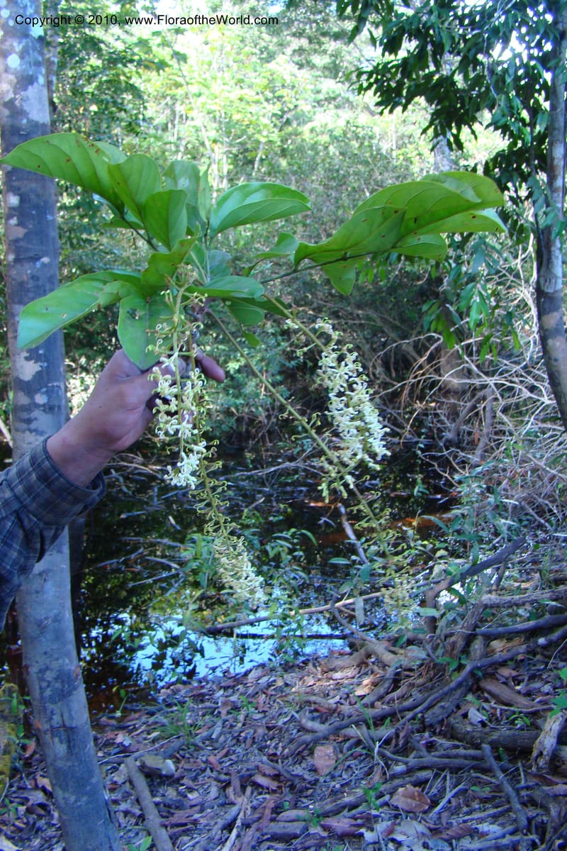 Euplassa inaequalis, R. Vasquez 34695--Peru. Loreto. Dist. Nauta. Miraflores, Rio Tigre. 9 Nov 08. 636 (12).jpg