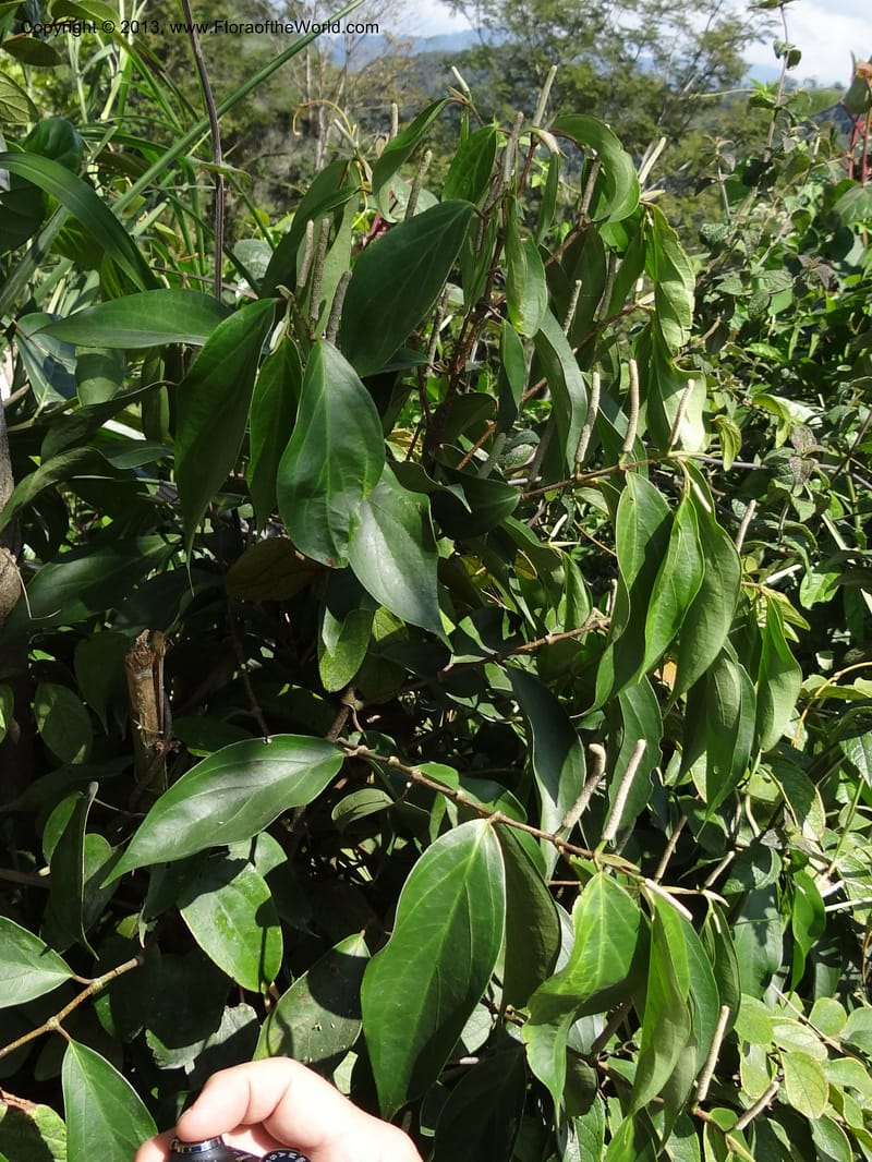 Piper sp. unk. , Martinez-Melendez, M 425--Mexico, Chiapas, Palenque-Ocosingo 17 Feb 2012  3247 (3).JPG