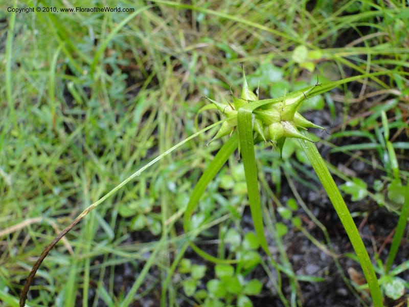 Carex intumescens, Mori, S 27441, North Carolina, Wake Co., Boyce Bridge Rd, 25 May 2010 (23).JPG
