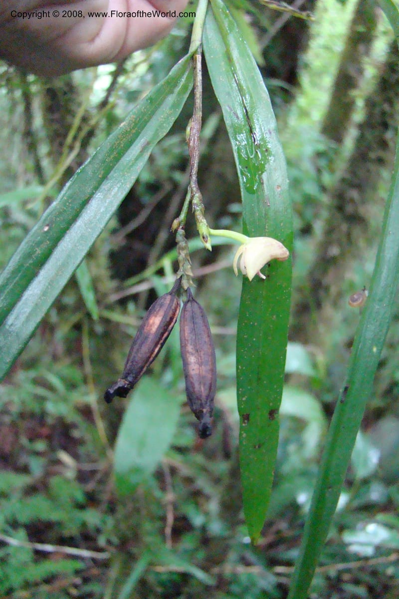Polystachya albescens ssp. imbricata, WKindeketa2982--Tanz. Rungwe Distr. Rungwe For. Res. 24 Jan 08. 113.jpg
