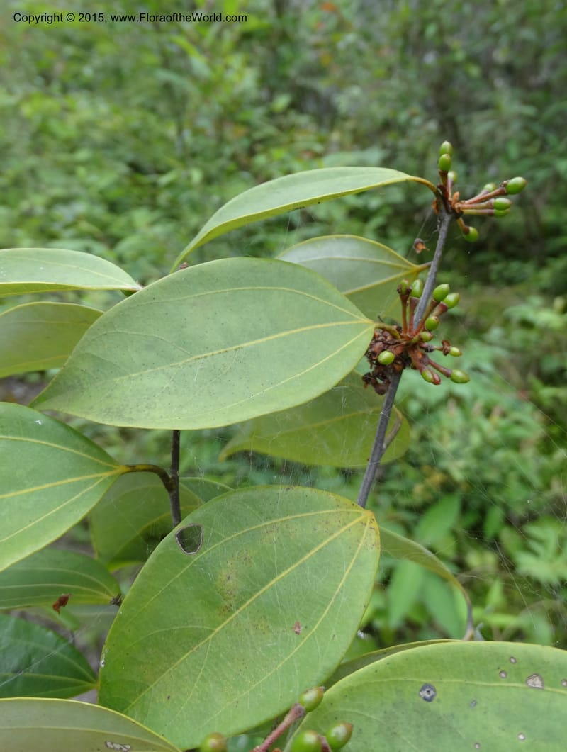 Litsea, Boufford, D 43690--China. Sichuan. LongDongZhen on Rd. to LeiYuan Shan. 13 May 2014. DSC05860 (239).JPG