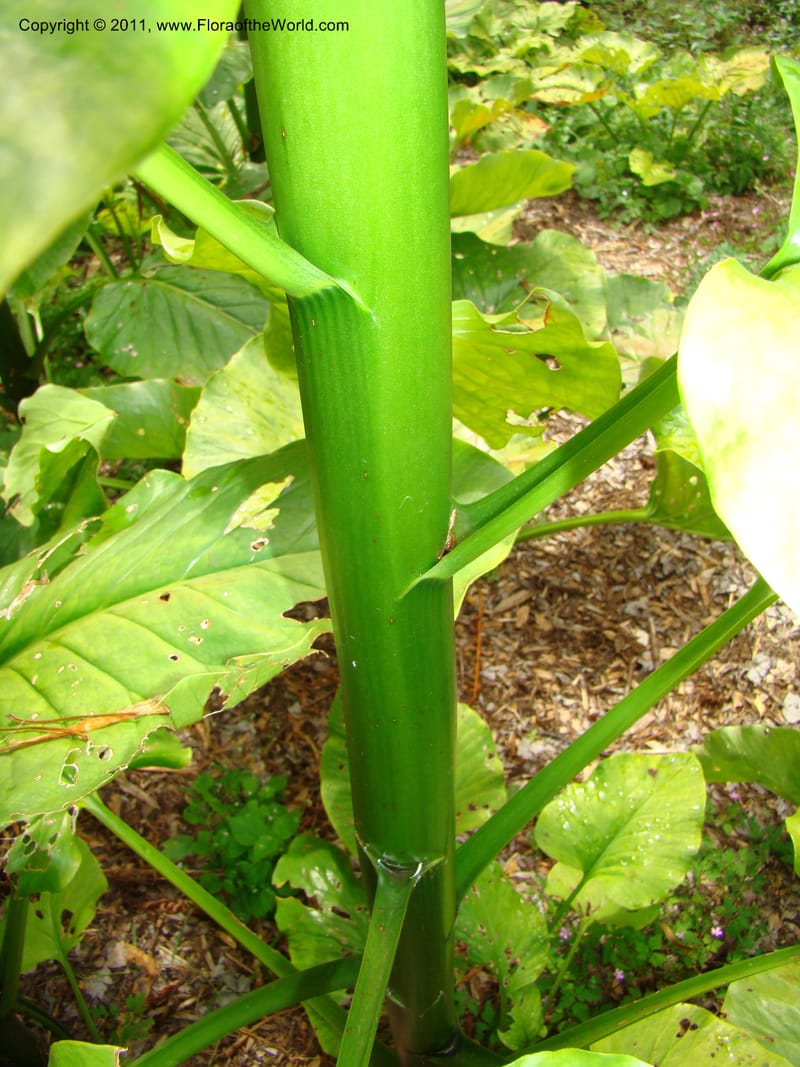 Cardiocrinum giganteum--Canada. BC. Univ. BC Bot. Garden. 27 Jul 08. 271.jpg