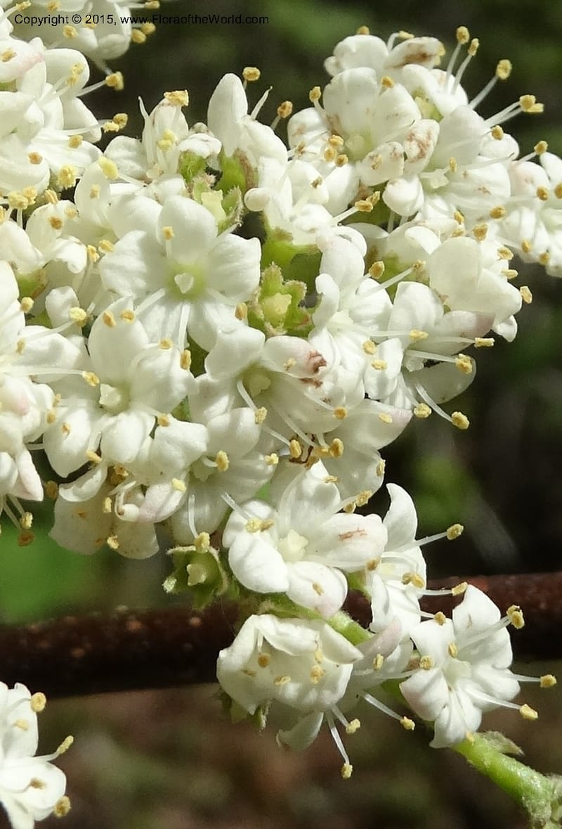 Viburnum lantanoides, Davidson, C 12961--North Carolina. Trans. Co. Beech Gap on BRP. 12 May 2015. DSC04240 (37).JPG