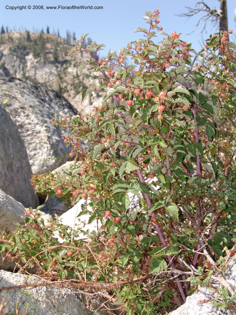 Rubus idaeus, CDavidson10986--ID. Idaho Co. Josephine Lake 14 Aug 06. 024.jpg