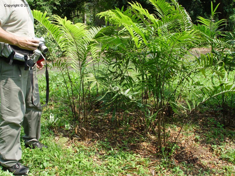 Ceratozamia-Cameroon. Limbe Botanic Garden. 4 Dec 03. 115.jpg