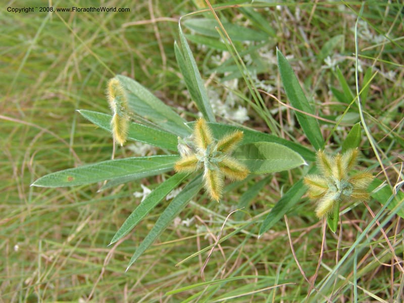 Eriosema--So.Africa. KZN. Midl. Meand. Granny Mouse. 13 Mch 05. 204.jpg
