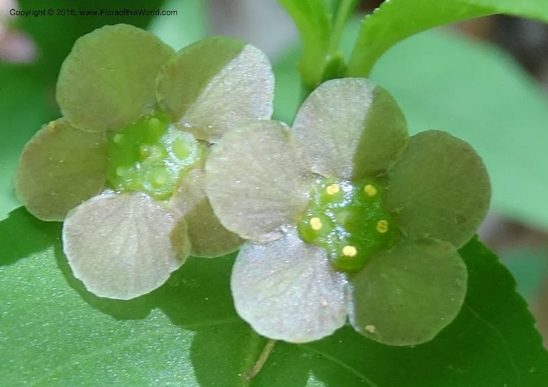 Euonymus obovatus, Davidson, C 12987--North Carolina. Clay Co. Perry Gap Rd, Barnard's Cr. 13 May 2015. DSC04860 (224).JPG