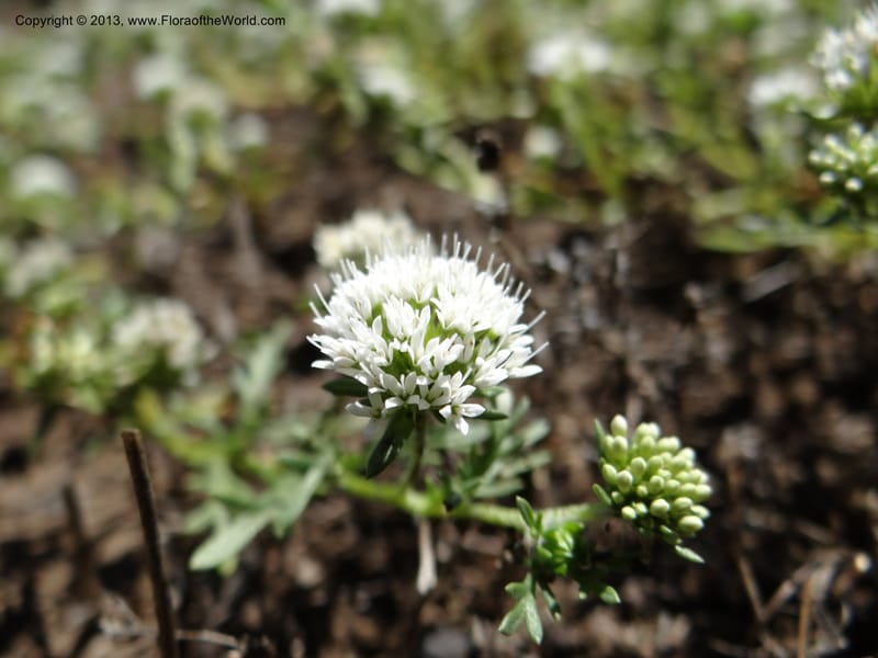 Valeriana, WDS 34165--Chile. P.N. Sieta Tazas. 21 Feb 2013. DSC02254 (60).JPG