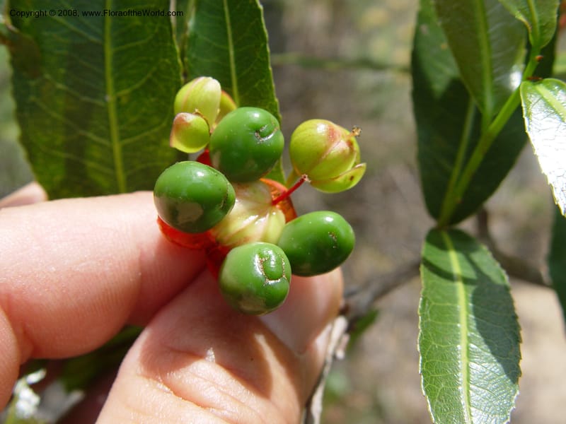 Ochna arborea cf--So. Africa. KwaZuluNatal. Lake Sibaya Lodge. 1 Oct 03. 179.jpg