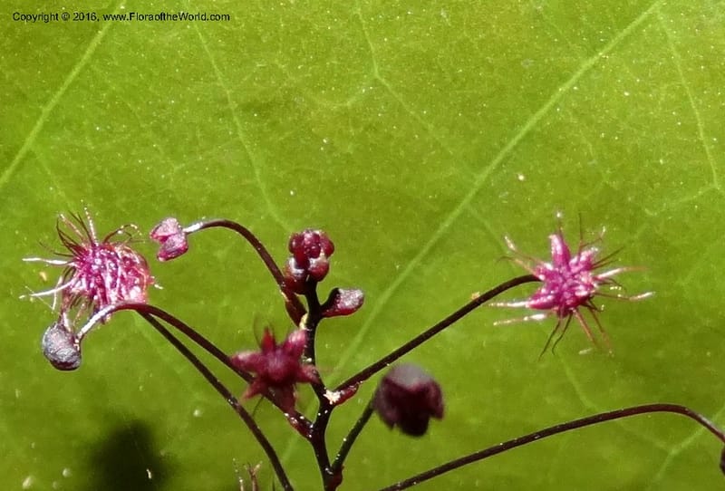 Sciaphila, Davidson, C 12754--Sabah. Hampuan FR. 13 Oct 2014. DSC04689 (88).JPG