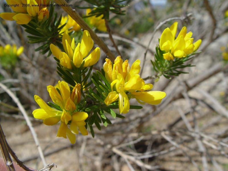 Genista linifolia, 2000.00026--Spain. Barcelona Botanic Garden. 19 Apr 04. 019.jpg
