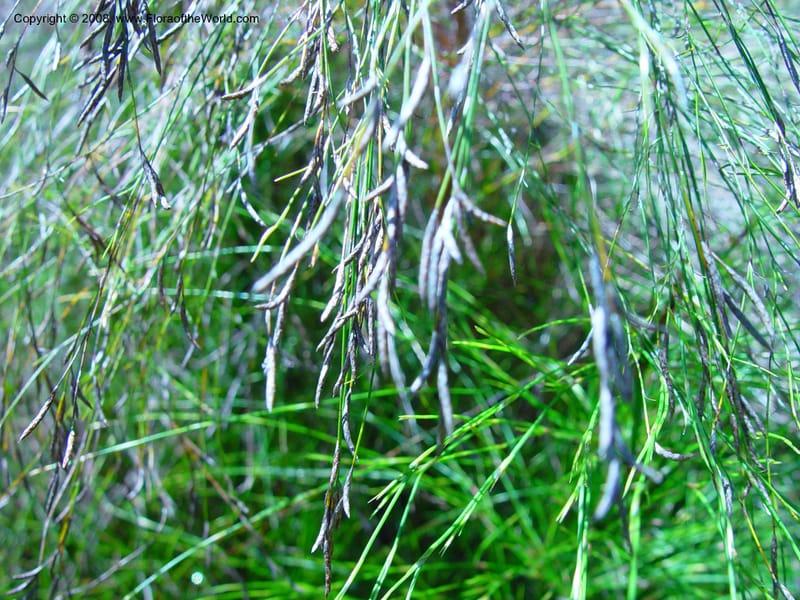 Ischyrolepis subverticillata--So. Africa. Cape Province. Stellenbosch Bot. Gard. 21 Nov 02.  006.jpg