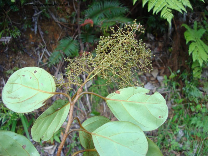 Maesa novocaledonica, Munzinger, J 4782--New Caledonia, Aoupinie, 15 Nov 2007  203 (3).jpg