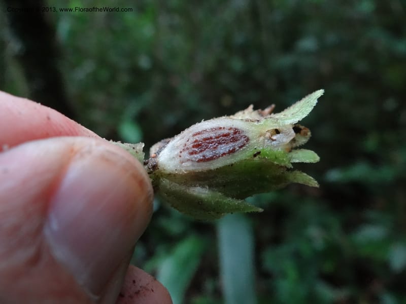 Pentaphragma, SAN.153210--Malaysia, Sabah. Mt. Kinabalu. 5 Apr 2012. DSC06767 (215).JPG