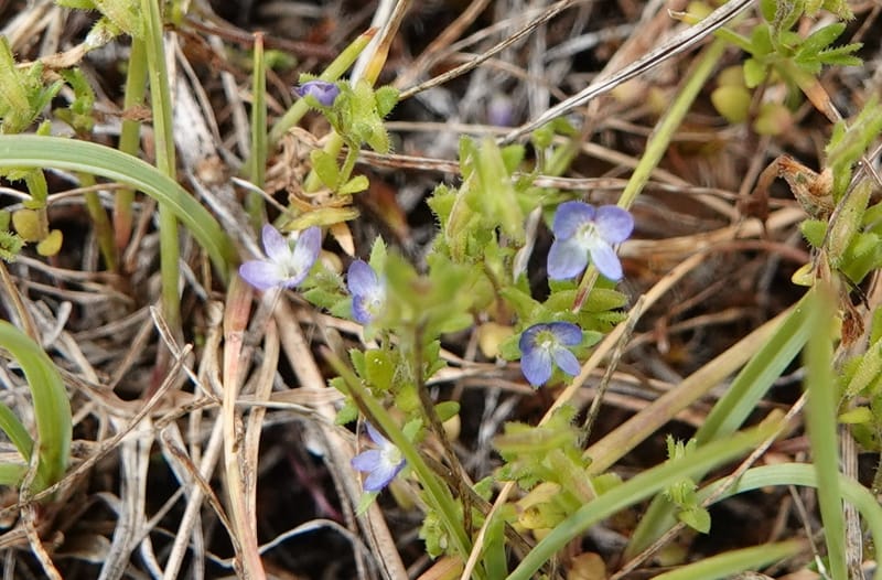 Veronica arvensis, C. Davidson 13751--Oregon. Wallowa Co. Zumwalt.Trail Cr. Rd. 4 Jun 2018. DSC04078 (29).JPG