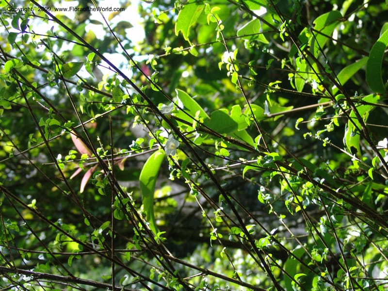 Mostuea, R.Gereau6892--Tanz. Ulanga Dist. Nawenge For. Res. W of Mahenge. 20 Feb 06. 384.jpg
