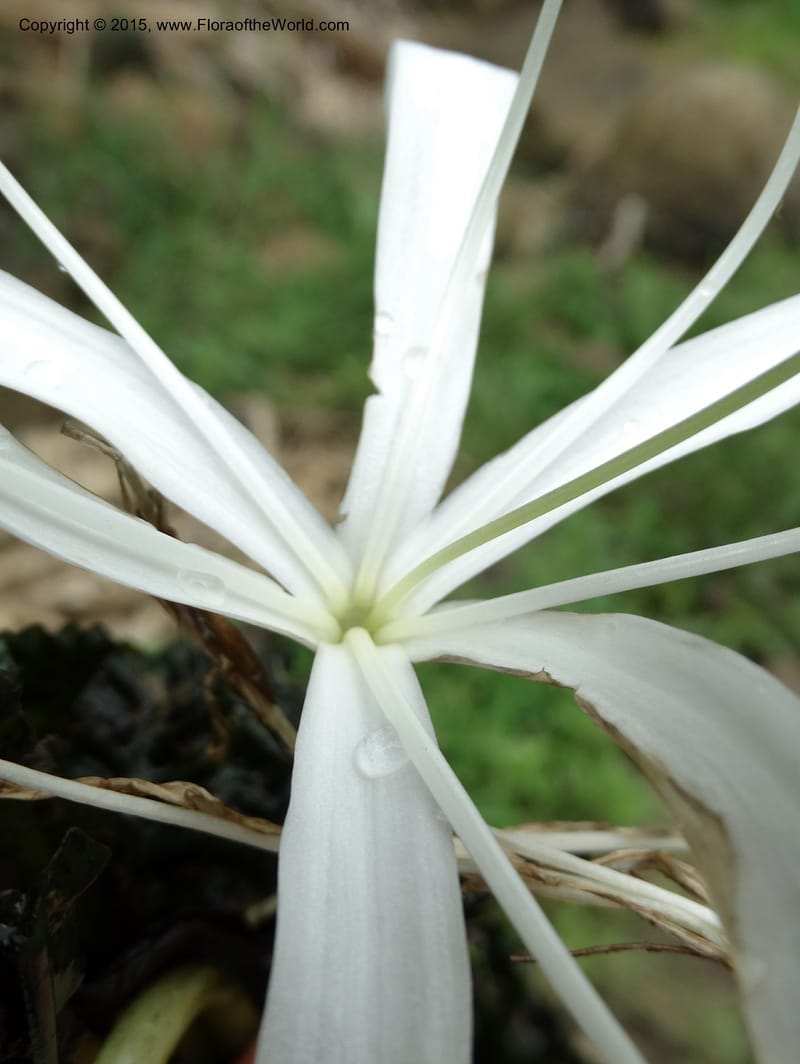 Crinum natans, Elias Ndive 189--Cameroon. Kumba River, Kumba. 23 Mar 2014. DSC03541 (15).JPG