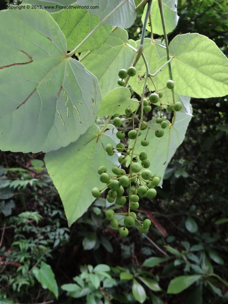 Idesia polycarpa, Yi Yu SQS2012007--China. Anhui Prov. San Qing Shan. 3 Jun 2012. DSC01600 (28).JPG