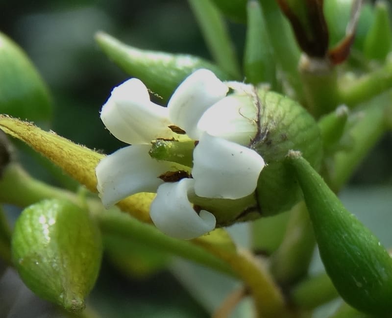Pittosporum, Lowry, P 7341--Fiji. Vesidrua Vill. 5 Nov 2015. DSC09215 (103).JPG
