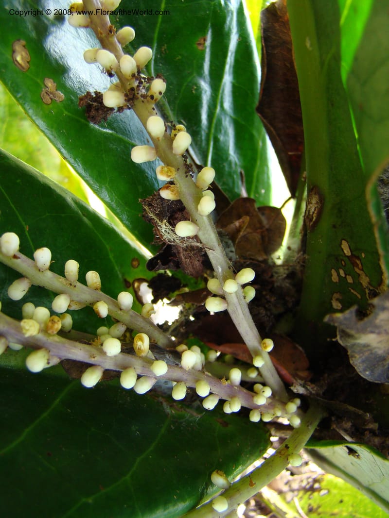 Symplocos, JMunzinger4747--New Caledonia. Mandjelia. 13 Nov 07. 142.jpg