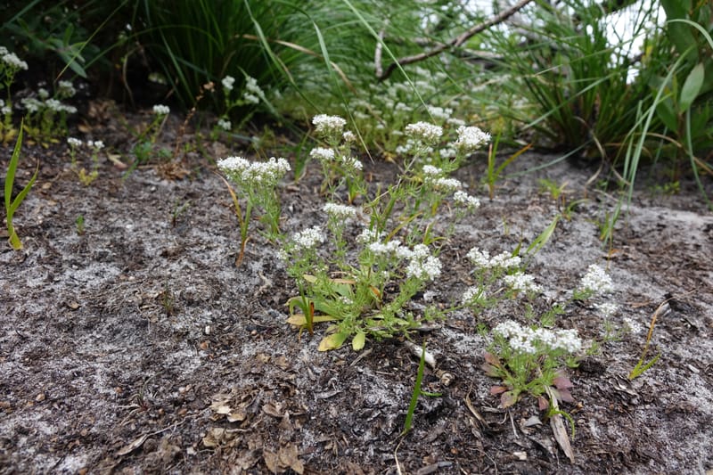 Eremosyne pectinata, Davidson, C 13494--Australia. W. A. Two People's Bay Nat. Res. 29 Oct 2016. DSC06475 (27).JPG