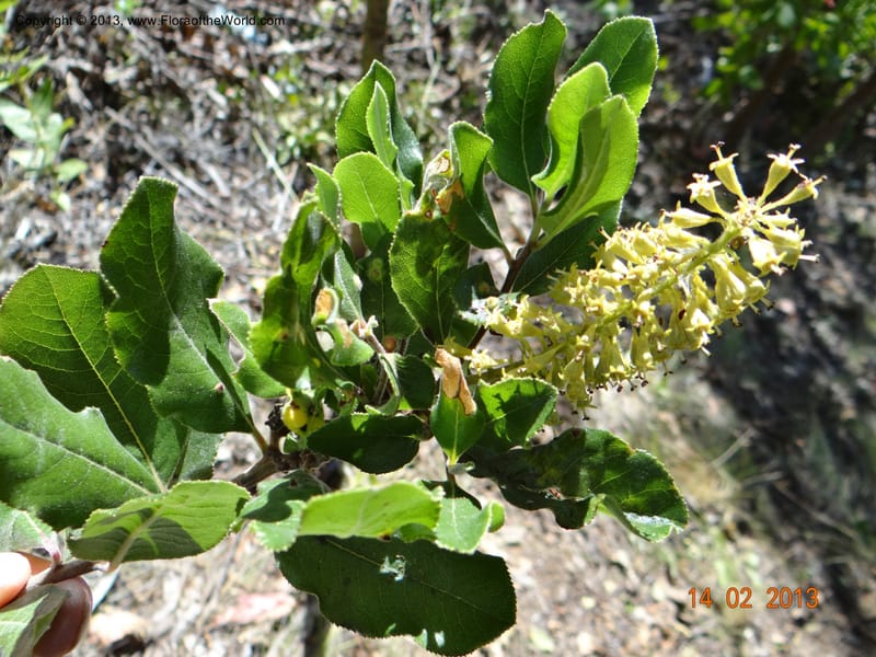 Escallonia pulverulenta, W. D. Stevens 34054--Chile, Tanume, Los Hoyos, 14 Feb 2013  7799 (3).JPG