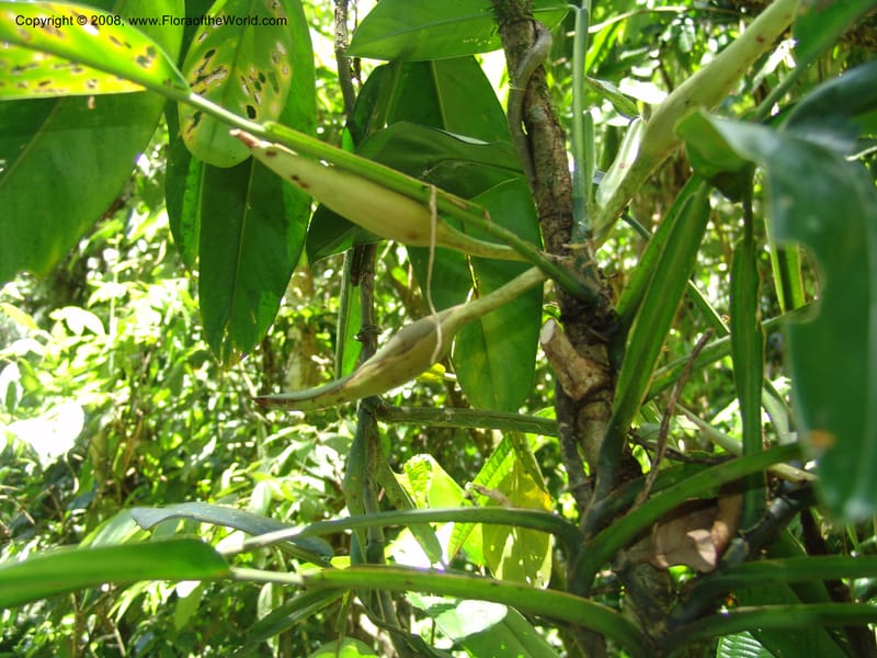Philodendron, RVasquez33065--Peru. Pillcopata. Qbda Sachavacayoc. 29 Oct 07. 291.jpg