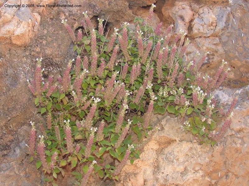 Scutellaria sieberi--Crete. Ep. Kydonia. Akrotiri. Trail Gouvernetos . 23 May 05. 074.jpg