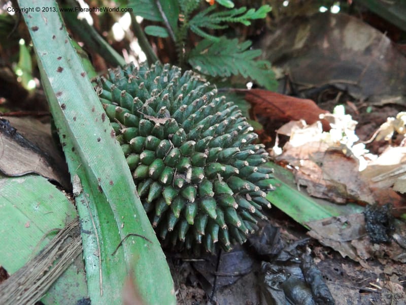 Pandanus fusinus, Callmander 1006--Sarawak. Gunong Fairy. 27 Mar 2012. DSC05525 (3).JPG