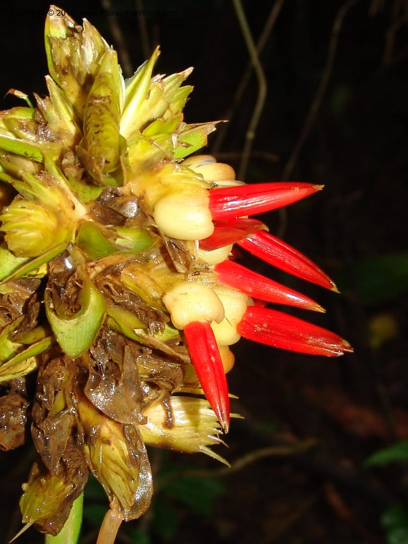 Calathea, Croat 96199--Ecuador. Edo. Guaya. Manglares Churute Ecol. Res. 21 Mar 06. 189.jpg