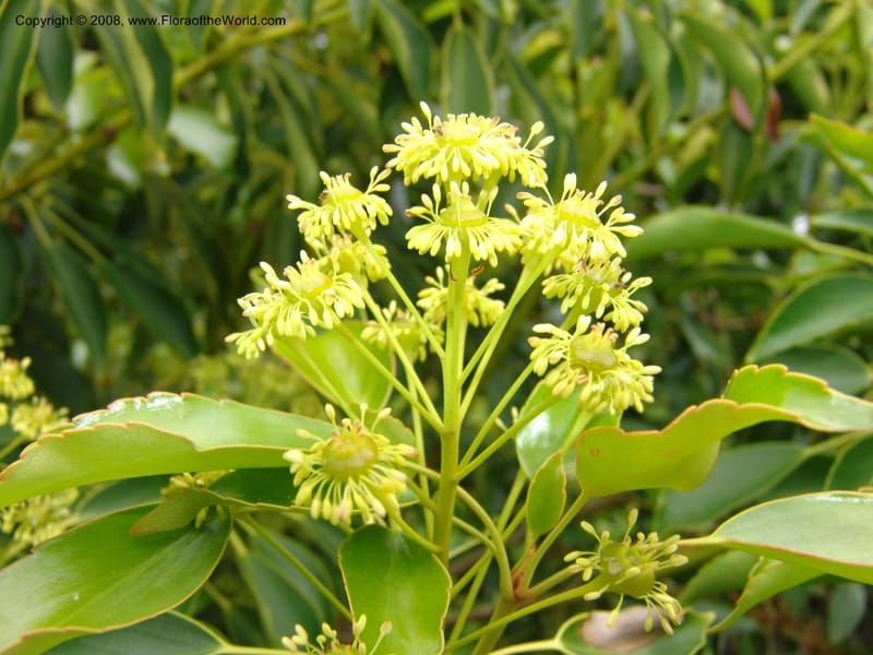 Trochodendron aralioides, 61.0594--CA. UC Berkeley Bot. Garden. 31 May 07. 426.jpg