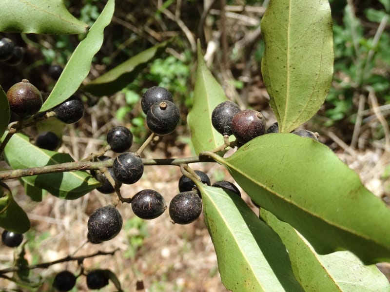 Cryptocarya, Lowry, P 7345--Fiji. Vesidrua Vill. 5 Nov 2015. DSC09215 (274).JPG