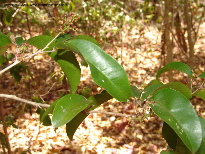 Lepisanthes perrieri, ZRogers1160--Madag. Prov. Antsir. Parc Nat. Ankarana. 10 Nov 06. 139 (2).jpg