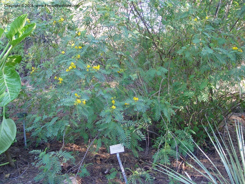 Senna biostris v. hookeriana, vel aff., 64.0490--CA. UC Berkeley Bot. Gard. 10 Feb 04. 109.jpg