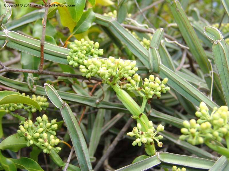 Cissus quadrangularis, ZRogers1099--Madag. Prov. Antsir. Montagne de France. 6 Nov 06. 094 (3).jpg