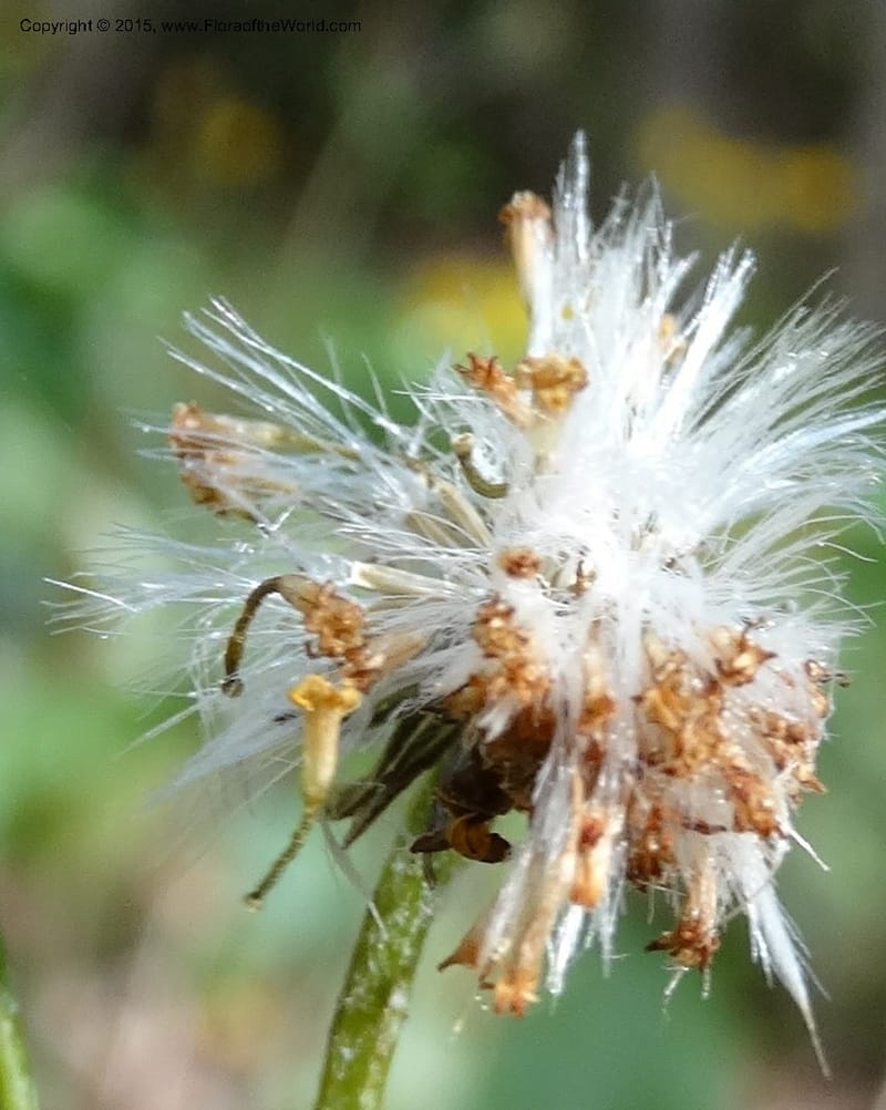 Packera serpenticola, Davidson, C 12974--No. Carolina. Clay Co. Buck Cr. 13 May 2015. DSC04619 (67).JPG