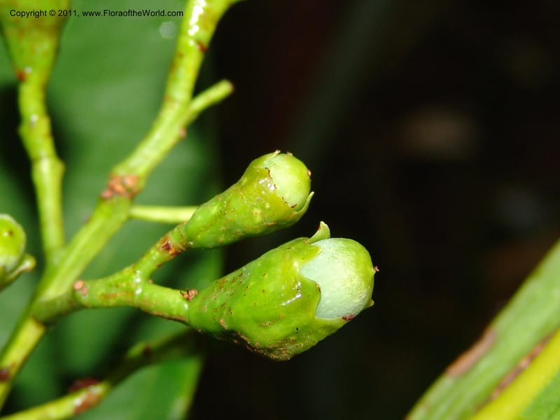 Ocotea olivacea, RVasquez 31543--Peru. Prov. Oxa. Estac. Paujil. Send. El Mirador. 16 Oct 06. 201 (4).jpg