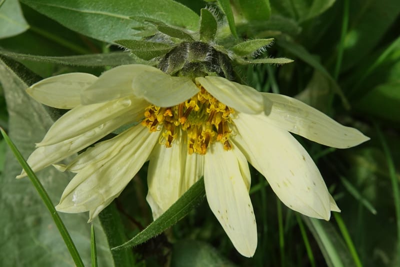 Wyethia amplexicaulis, C. Davidson 13642--ID. Fremont Co. Henry's Fork Lodge. 16 Jun 2017. DSC02055 (2).JPG