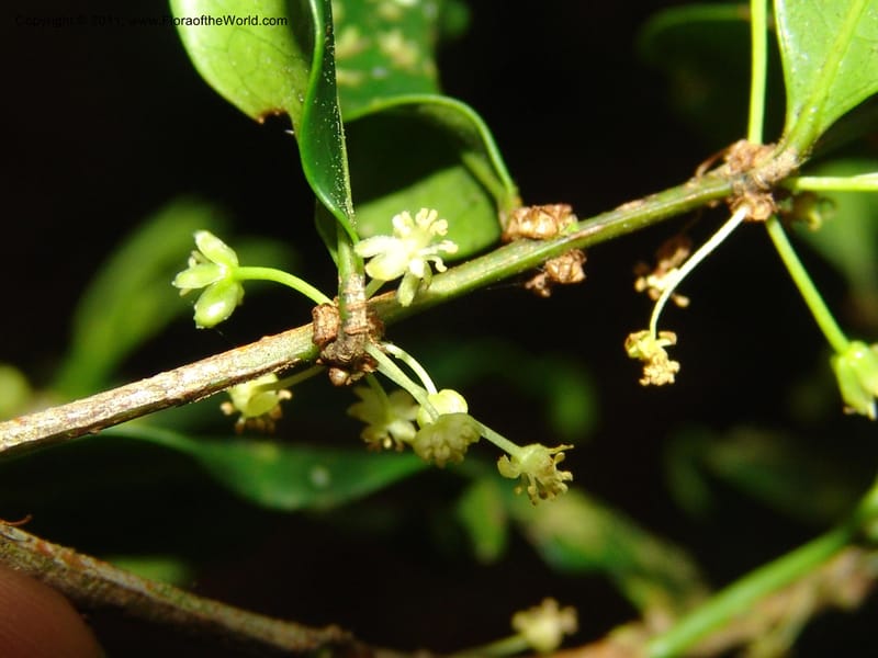 Erythroxylum, ROR1589--Madag. Parc Nat. Montagne d'Ambre. 11 Nov 06. 192.jpg