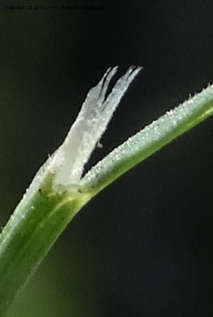 Sporobolus, Davidson, C 12579--Idaho. Valley Co. Lick Cr. Summit. 14 Jul 2014.  (132).JPG