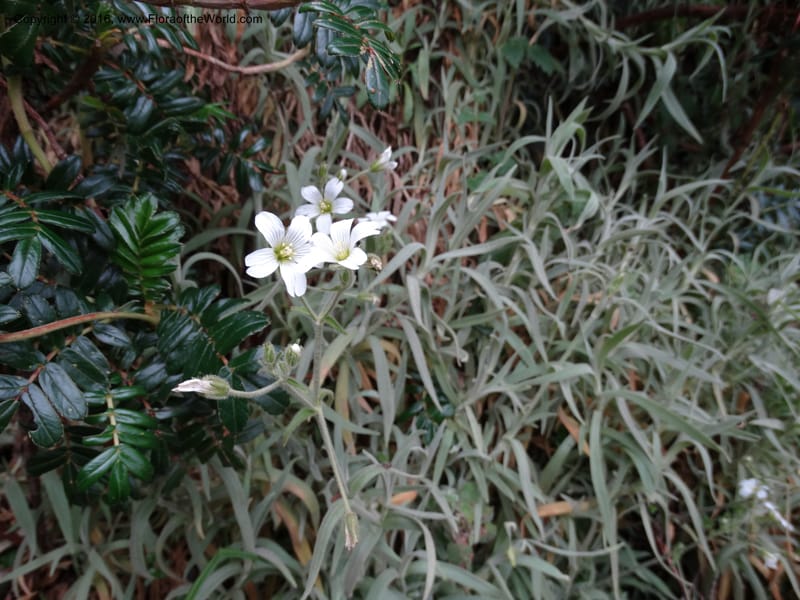 Cerastium, Ulloa, C 2477--Ecuador. Mojanda. 22 Apr 2015. DSC02267 (84).JPG
