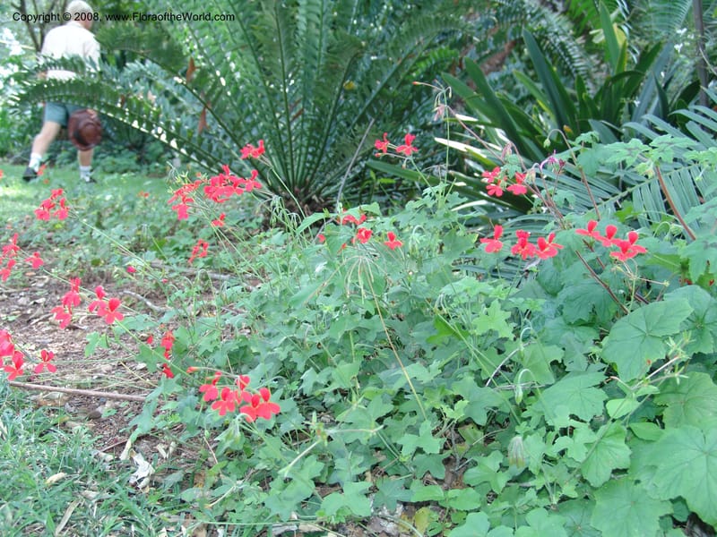 Pelargonium tongaense-- So. Africa. Lowveld Nat. Bot. Gard. 14 Mch 05. 035.jpg