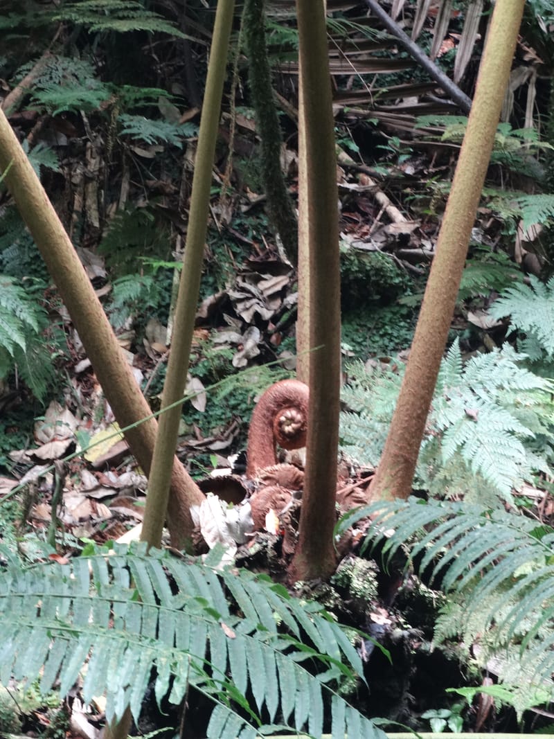Angiopteris, Munzinger, J 7403--New Caledonia. Haute Robinson. 11 Nov. 2015. DSC00909 (302).JPG