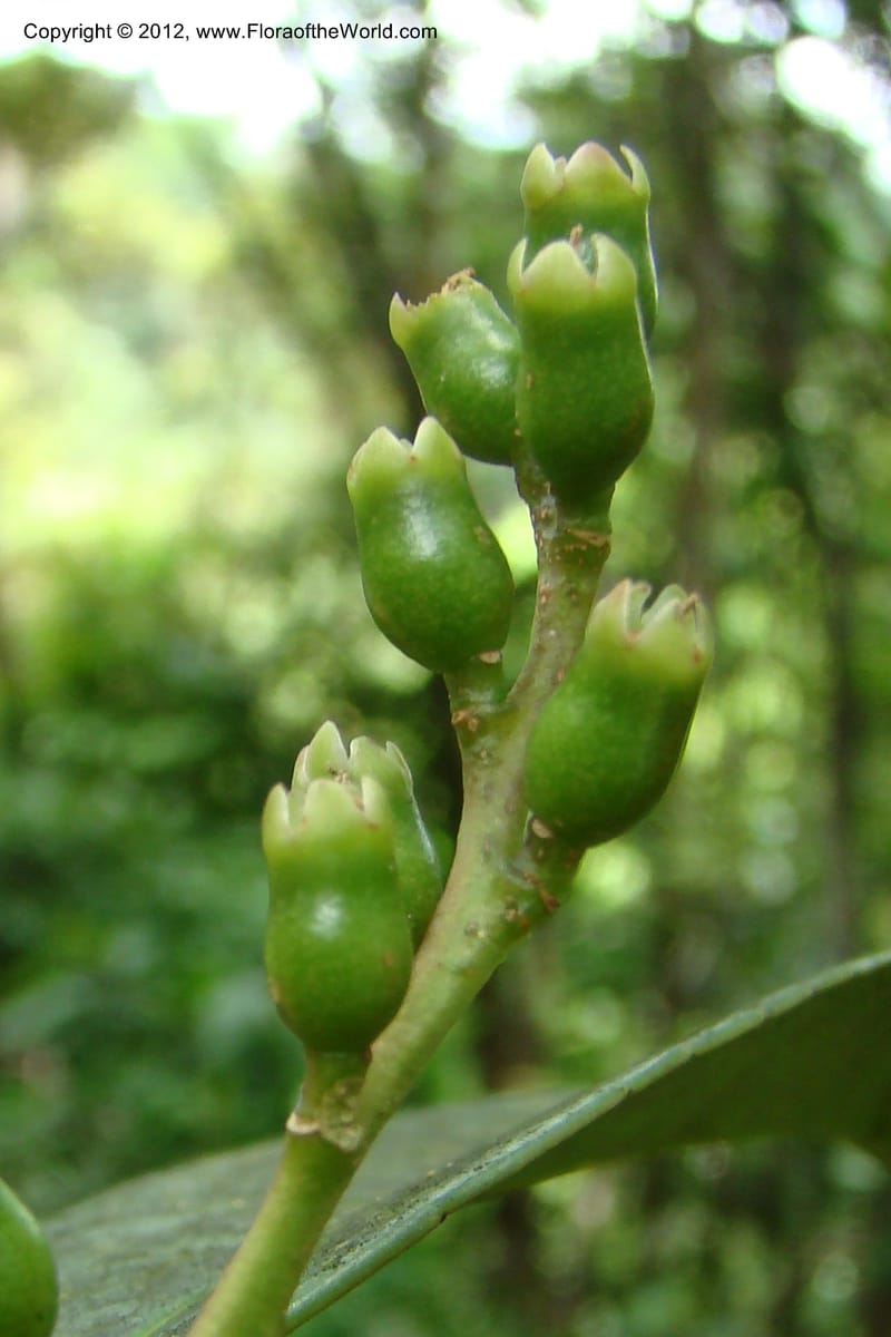 Symplocos, Regalado 1755--Viet Nam. Thua Thien Hue Prov. Phu Loc Distr. Bach Ma. 13 Apr 09. 469.jpg