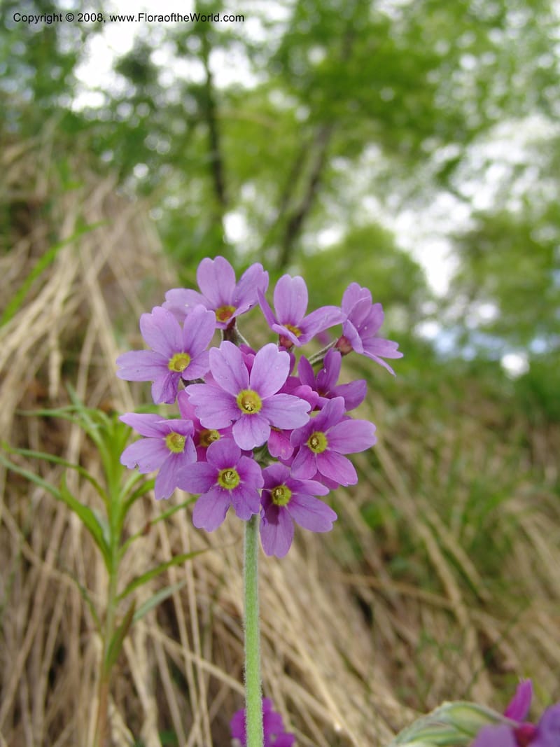 Primula amoena--Georgia. Kazbeki . Trail-road to Sameba Church. 2 Jun 05. 242.jpg